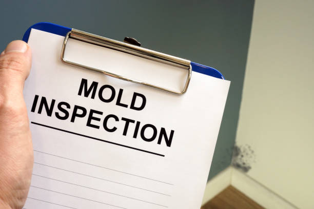 Why You Should Choose Our Mold Remediation Services in Linganore, MD